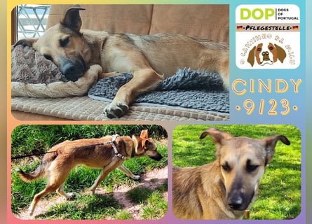 Bereits in Deutschland *|* Traumhündin *CINDY*
