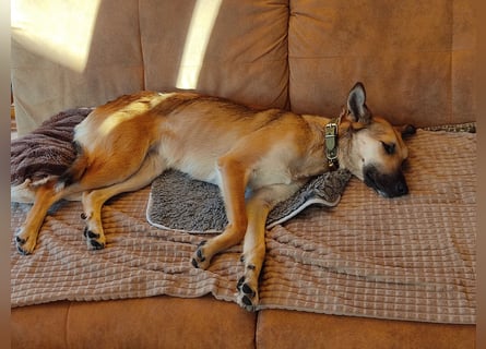 Bereits in Deutschland *|* Traumhündin *CINDY*