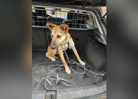 Bereits in Deutschland *|* Traumhündin *CINDY*