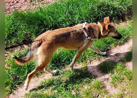 Bereits in Deutschland *|* Traumhündin *CINDY*