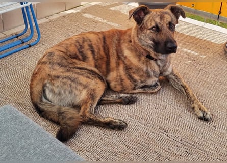 ❤️ Ein lieber, sensibler Hund sucht sein Für-immer-Zuhause
