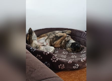 ❤️ Ein lieber, sensibler Hund sucht sein Für-immer-Zuhause