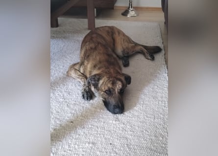 ❤️ Ein lieber, sensibler Hund sucht sein Für-immer-Zuhause