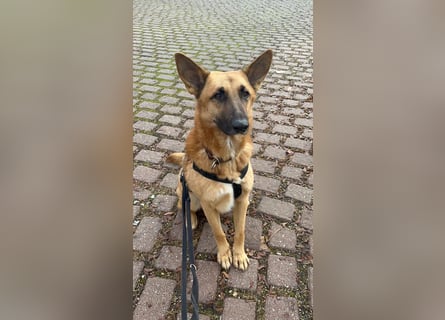 Malinois Mischling Tommy wartet in Heilbronn