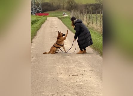 Malinois Mischling Tommy wartet in Heilbronn