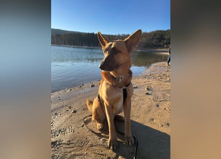 Malinois Mischling Tommy wartet in Heilbronn