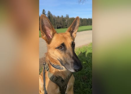 Malinois Mischling Tommy wartet in Heilbronn