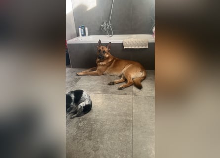 Deckrüde oder Deckpärrchen