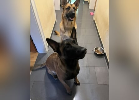 Deckrüde oder Deckpärrchen