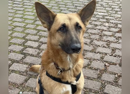 Malinois Mischling Tommy wartet bei Osnabrück