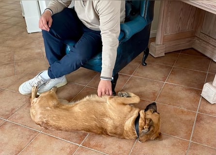 Malinois Mischling Tommy wartet bei Osnabrück