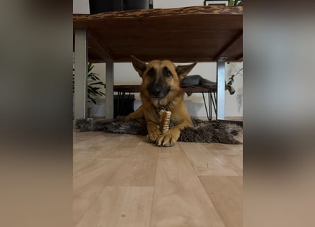 Malinois Mischling Tommy wartet bei Osnabrück
