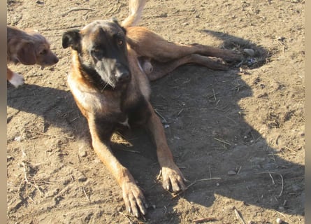 Vincent - der Mali mit dem großen Herzen 