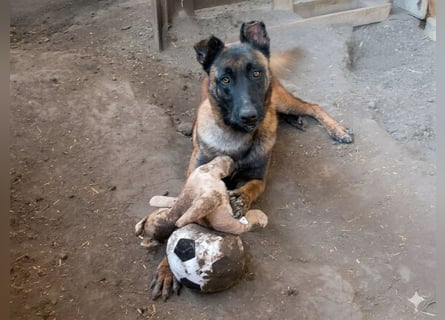Vincent - der Mali mit dem großen Herzen 