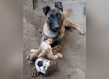 Vincent - der Mali mit dem großen Herzen