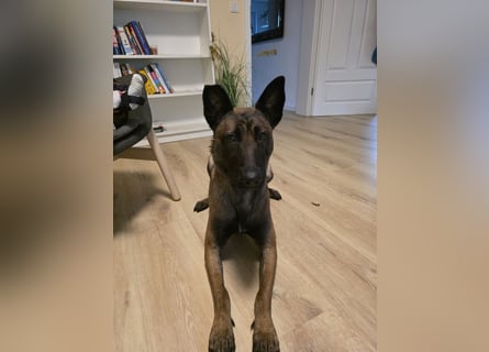 Malinois sucht ein neues zu Hause 
