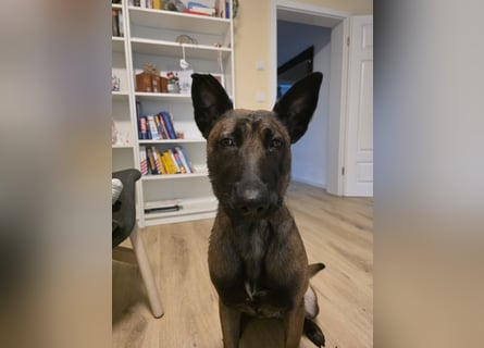 Malinois sucht ein neues zu Hause 