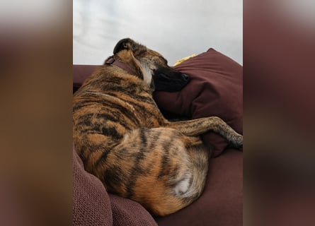 ❤️ Ein lieber, sensibler Hund sucht sein Für-immer-Zuhause