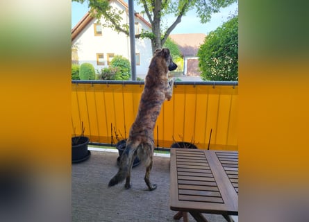 ❤️ Ein lieber, sensibler Hund sucht sein Für-immer-Zuhause