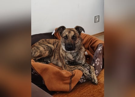 ❤️ Ein lieber, sensibler Hund sucht sein Für-immer-Zuhause