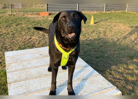Nicki - treuer Beschützer und Begleiter - Tierhilfe Franken e.V.