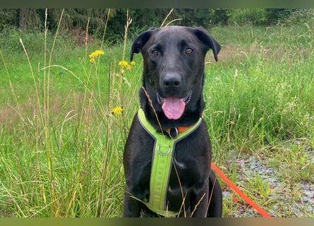 Nicki - treuer Beschützer und Begleiter - Tierhilfe Franken e.V.