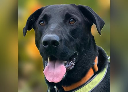 Nicki - treuer Beschützer und Begleiter - Tierhilfe Franken e.V.