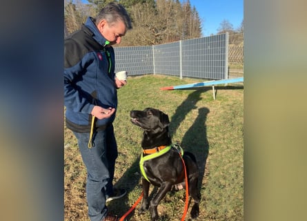 Nicki - treuer Beschützer und Begleiter - Tierhilfe Franken e.V.