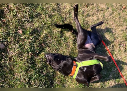 Nicki - treuer Beschützer und Begleiter - Tierhilfe Franken e.V.