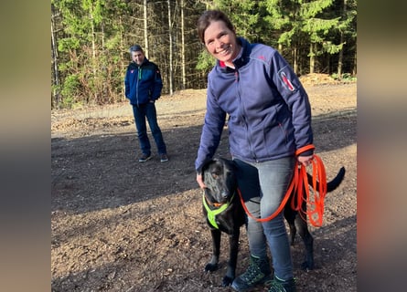 Nicki - treuer Beschützer und Begleiter - Tierhilfe Franken e.V.