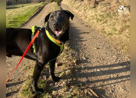 Nicki - treuer Beschützer und Begleiter - Tierhilfe Franken e.V.
