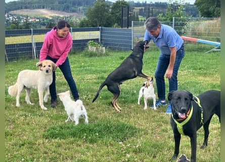Nicki - treuer Beschützer und Begleiter - Tierhilfe Franken e.V.