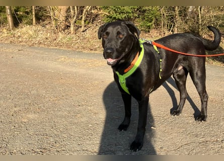 Nicki - treuer Beschützer und Begleiter - Tierhilfe Franken e.V.