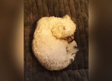 Einjähriger Malteser Rüde sucht neues Heim