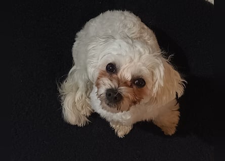 Einjähriger Malteser Rüde sucht neues Heim