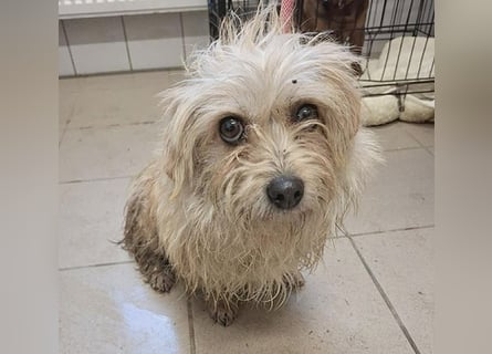 süße kleine ZITA - 2 Jahre, 28cm/5,5kg - Malteser-Mix