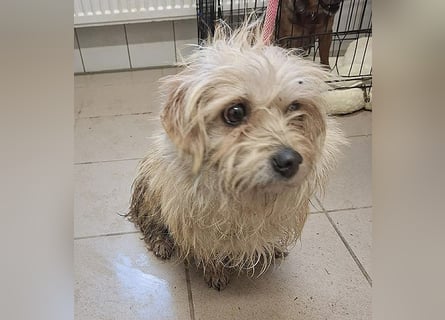 süße kleine ZITA - 2 Jahre, 28cm/5,5kg - Malteser-Mix