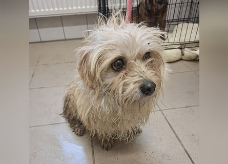 süße kleine ZITA - 2 Jahre, 28cm/5,5kg - Malteser-Mix