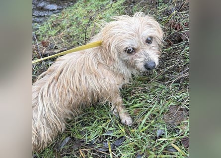 süße kleine ZITA - 2 Jahre, 28cm/5,5kg - Malteser-Mix