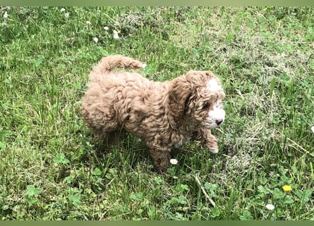 "Wunderschöne, verschmuste reinrassige Maltipoo  Welpe"