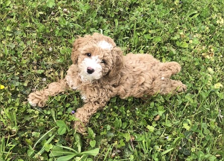 "Wunderschöne, verschmuste reinrassige Maltipoo  Welpe"