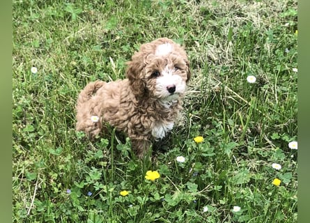 "Wunderschöne, verschmuste reinrassige Maltipoo  Welpe"