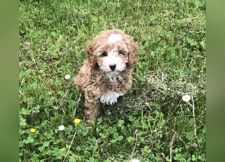 "Wunderschöne, verschmuste reinrassige Maltipoo  Welpe"