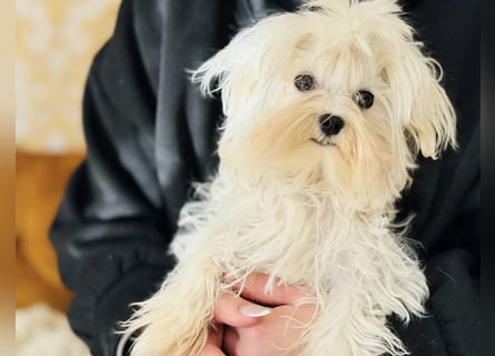 Malteser Mädchen 7 Monate mit Papieren