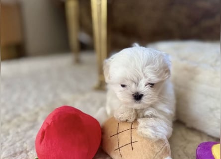 Malteser Mädchen 7 Monate mit Papieren