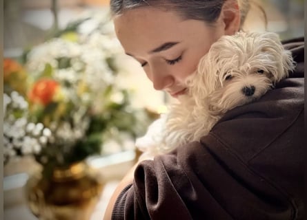 Malteser Mädchen 7 Monate mit Papieren