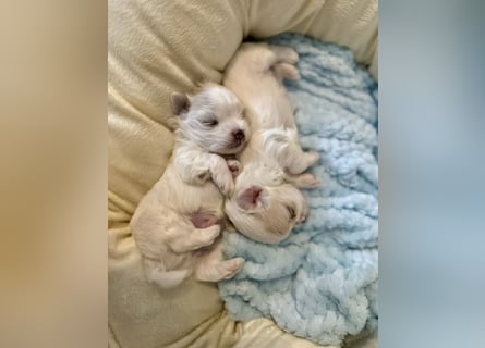 Malteser Mädchen 7 Monate mit Papieren