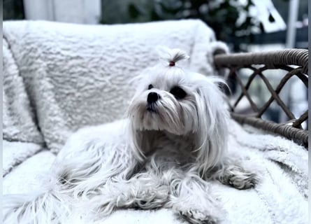 Malteser Mädchen 7 Monate mit Papieren