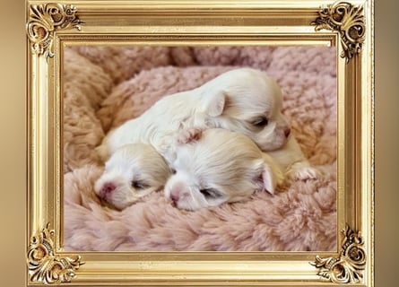 Malteser Mädchen 7 Monate mit Papieren