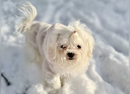 Malteser Mädchen 7 Monate mit Papieren